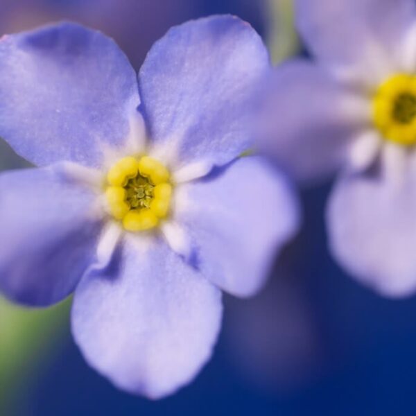 Knights Templar West Lothian (Linlithgowshire)